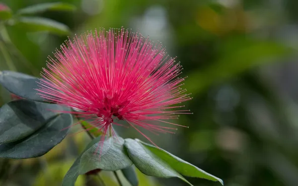 Image: Pink Flower
